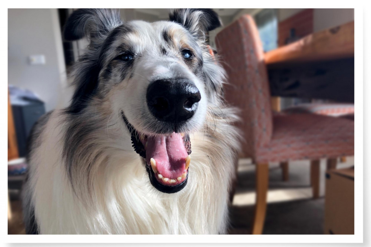 large long haired dog (Merlin Collie) smiling at the camera